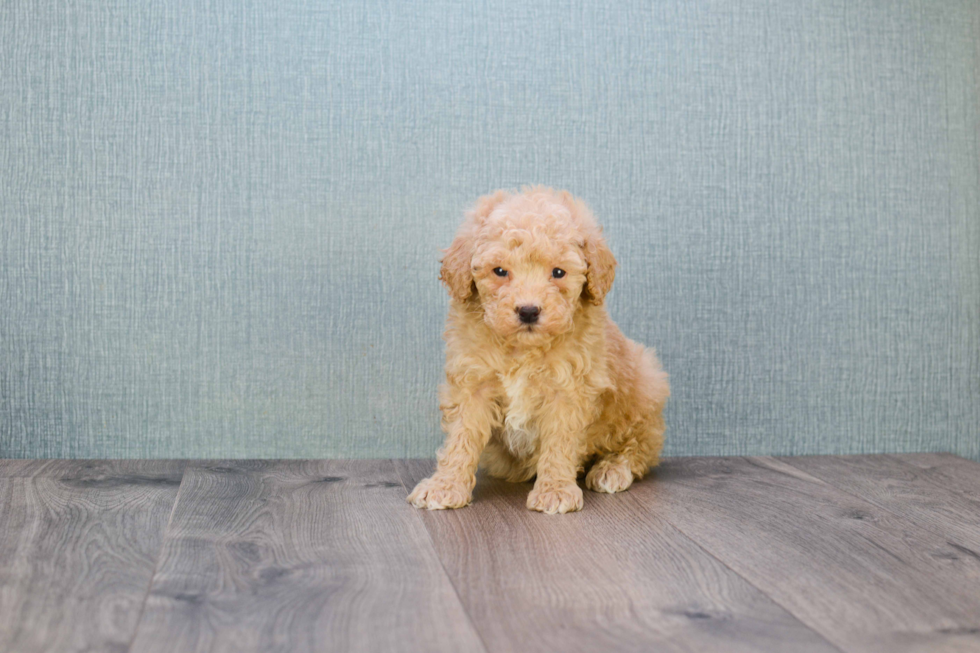 Hypoallergenic Golden Retriever Poodle Mix Puppy