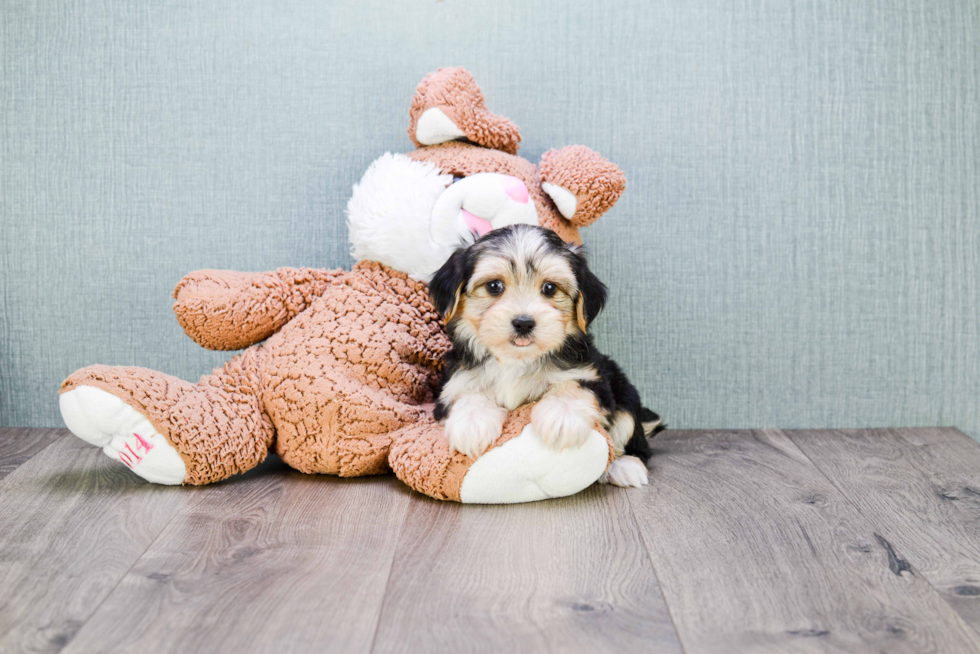 Smart Morkie Designer Pup