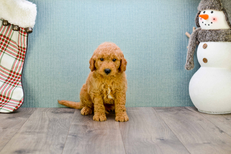 Mini Goldendoodle Pup Being Cute
