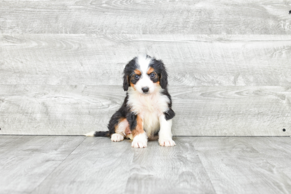 Best Mini Bernedoodle Baby