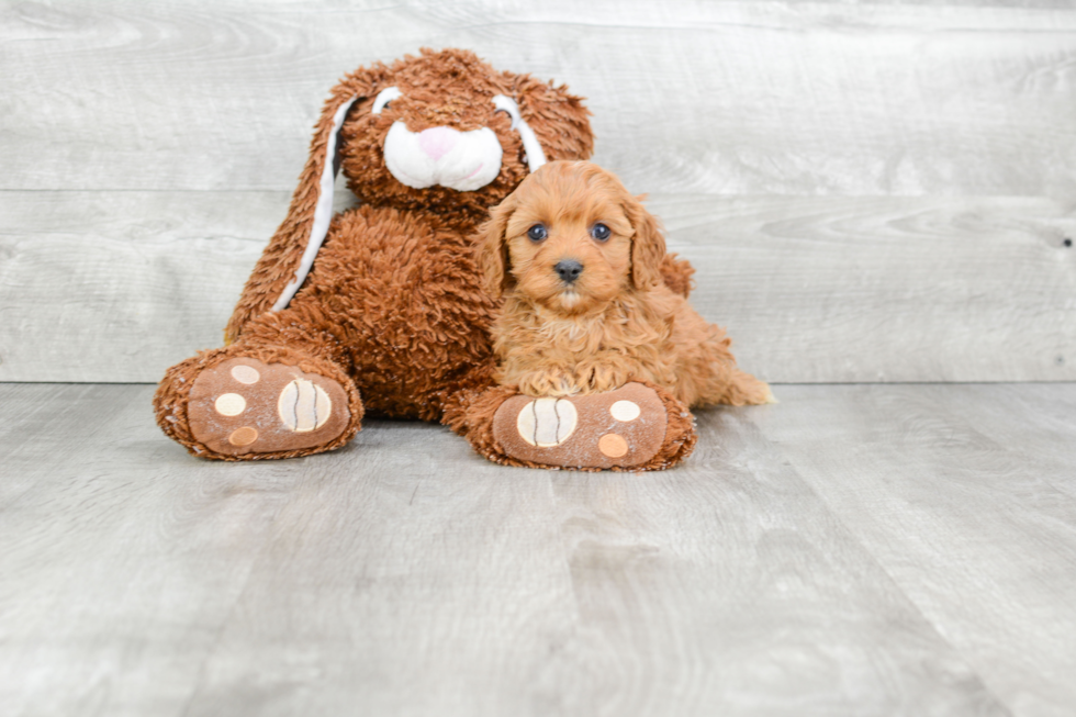 Smart Cavapoo Poodle Mix Pup
