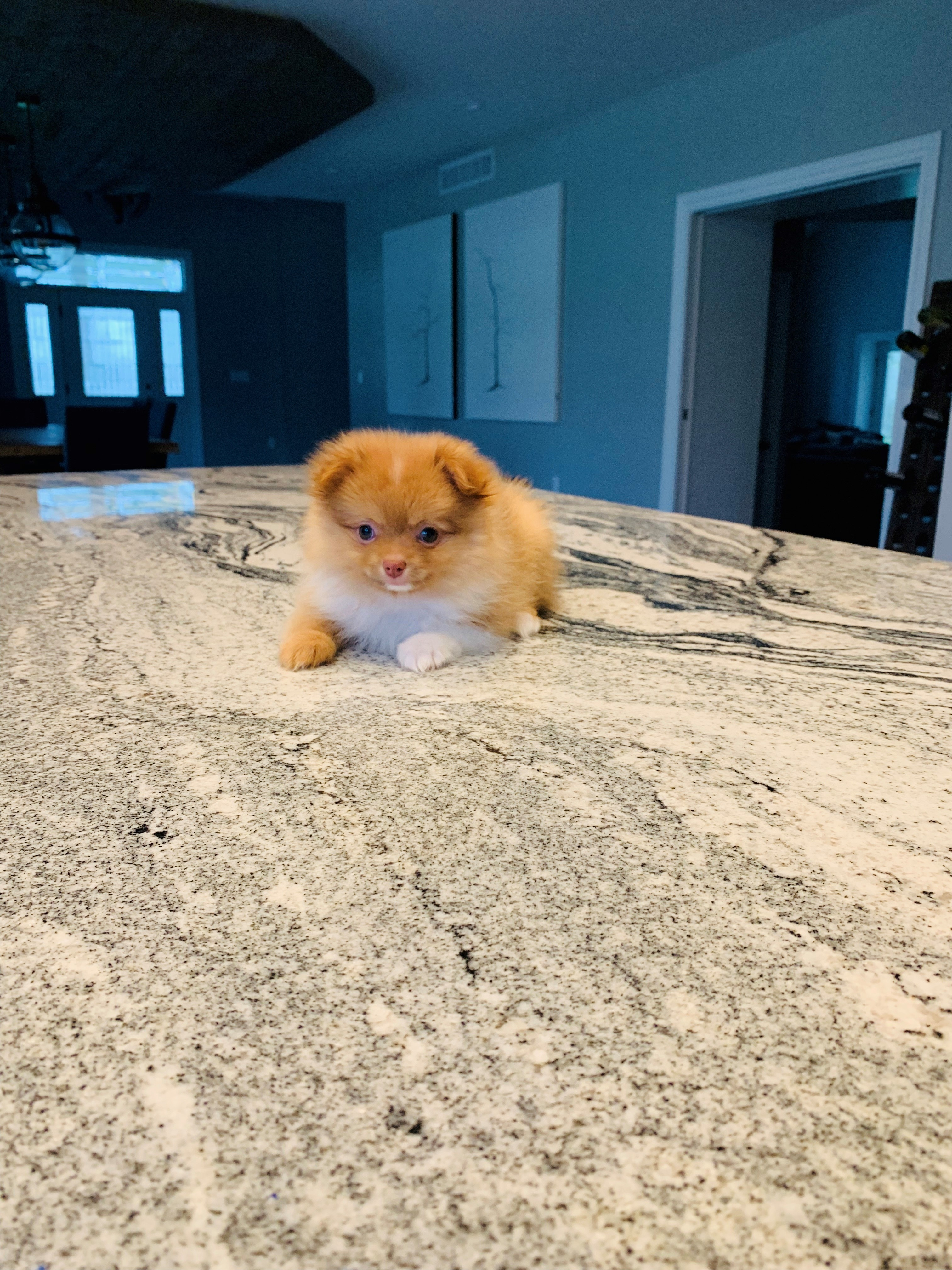 Pomeranian Pup Being Cute