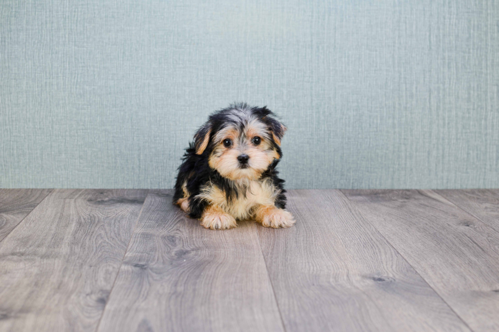 Morkie Puppy for Adoption