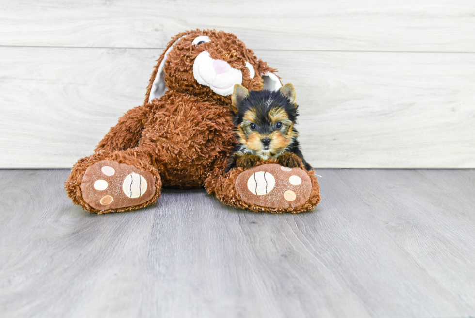 Meet Diddy - our Yorkshire Terrier Puppy Photo 