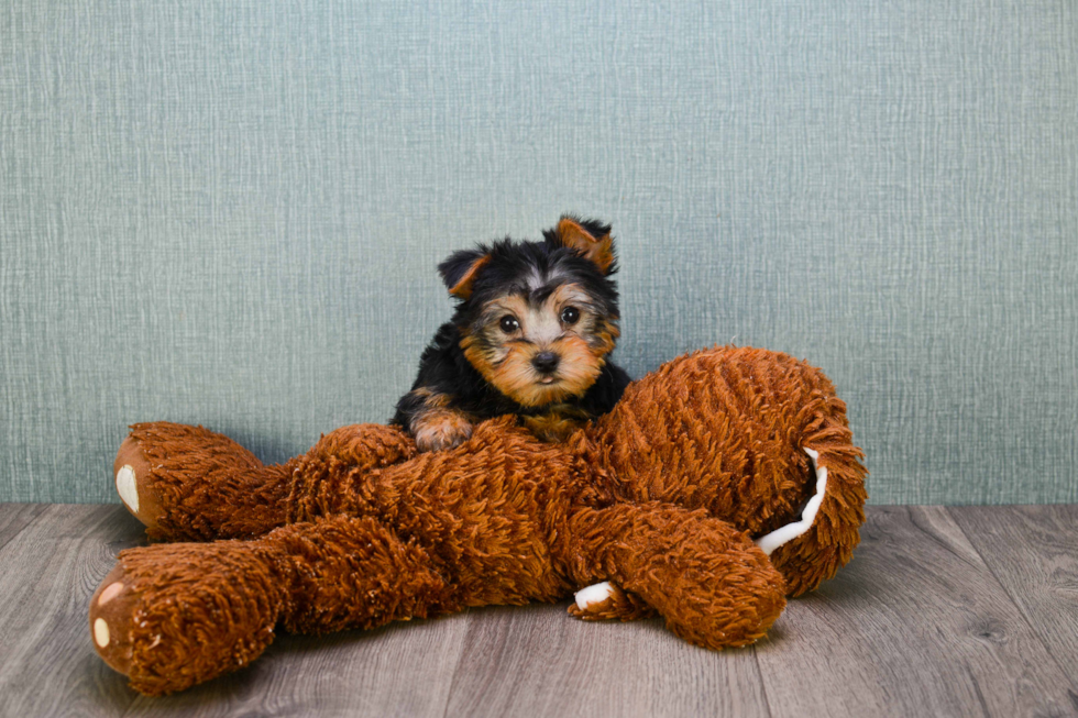 Meet Roscoe - our Yorkshire Terrier Puppy Photo 