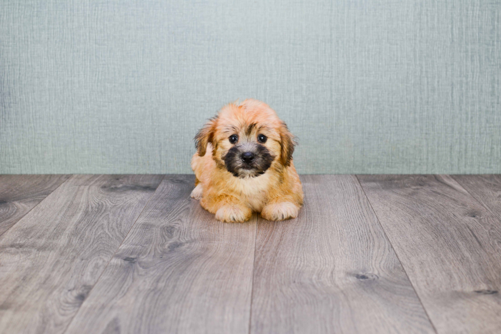 Fluffy Morkie Designer Pup