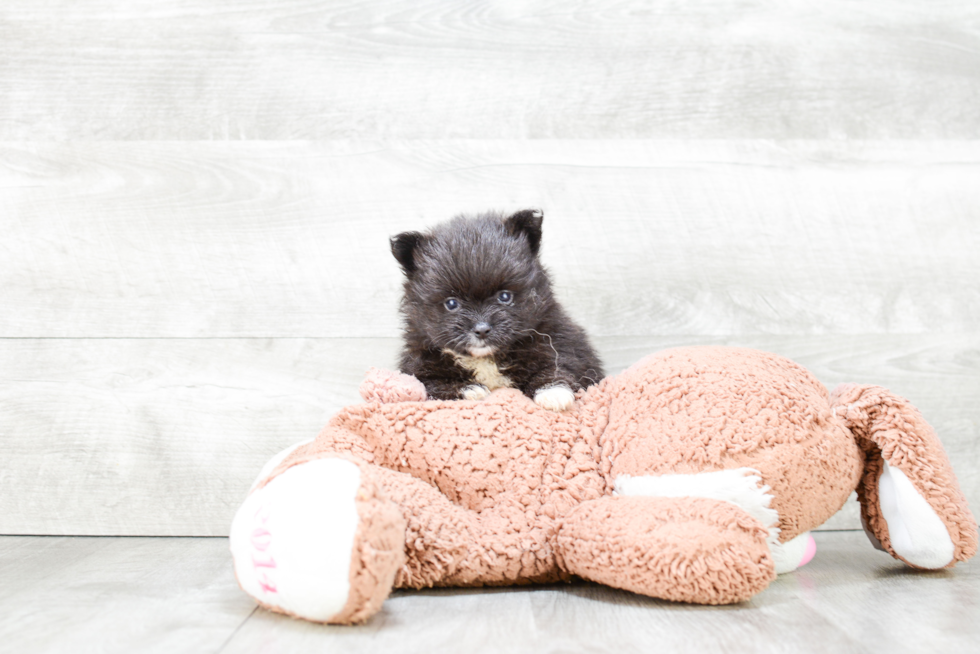 Adorable Pomeranian Purebred Puppy
