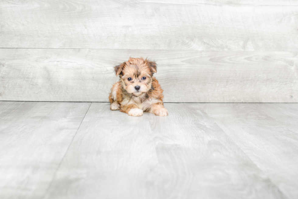 Morkie Puppy for Adoption