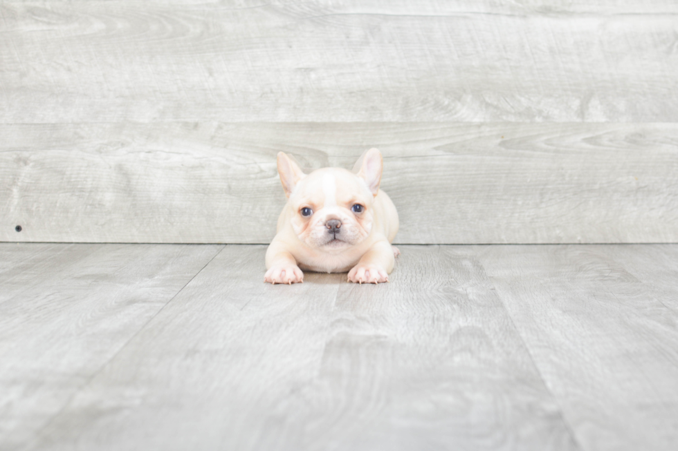 French Bulldog Puppy for Adoption