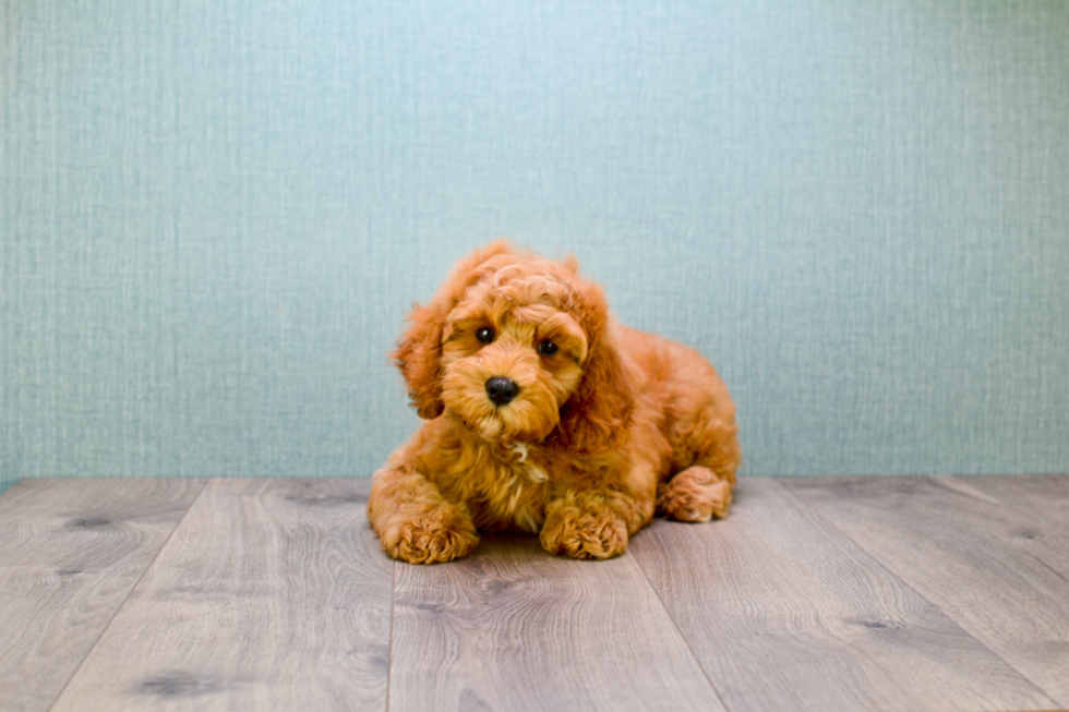 Happy Mini Goldendoodle Baby