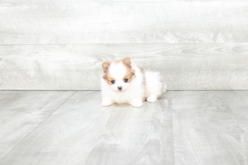 Little Pomeranian Baby