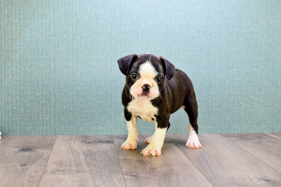 Small French Bulldog Baby