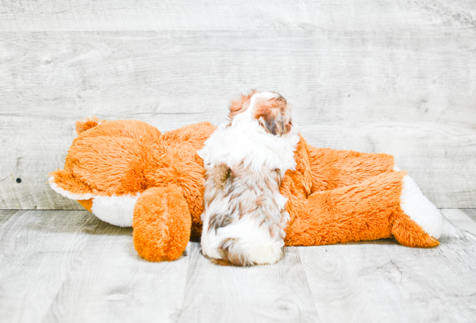 Morkie Puppy for Adoption