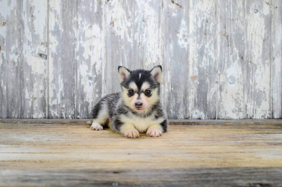 Best Pomsky Baby