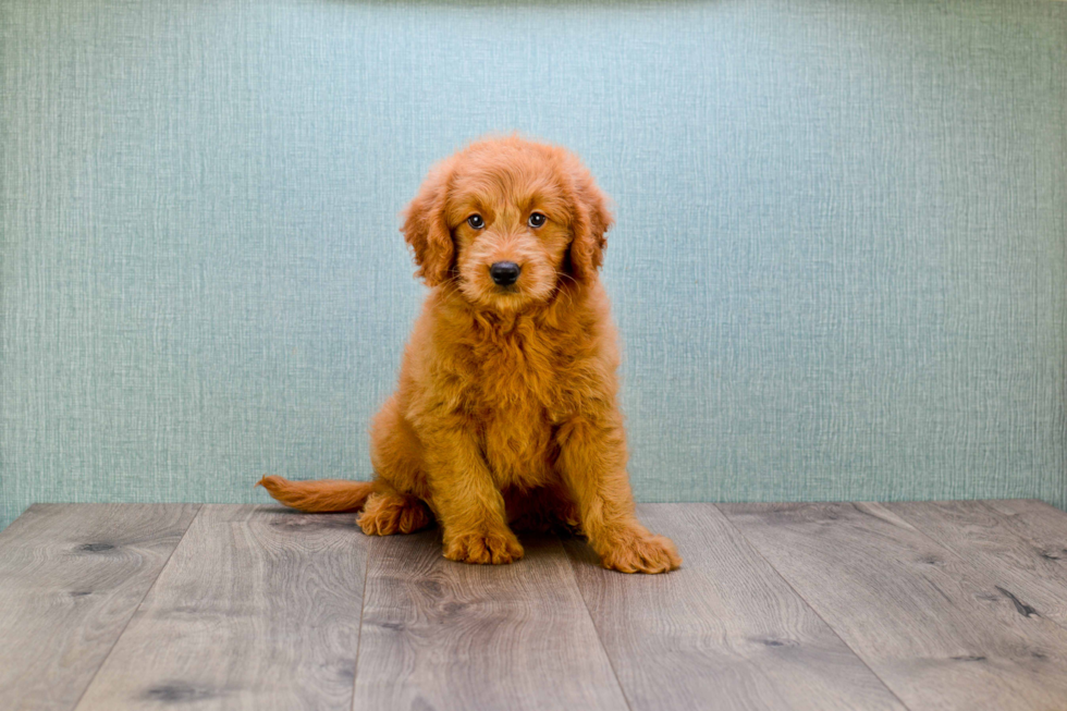 Sweet Mini Goldendoodle Baby