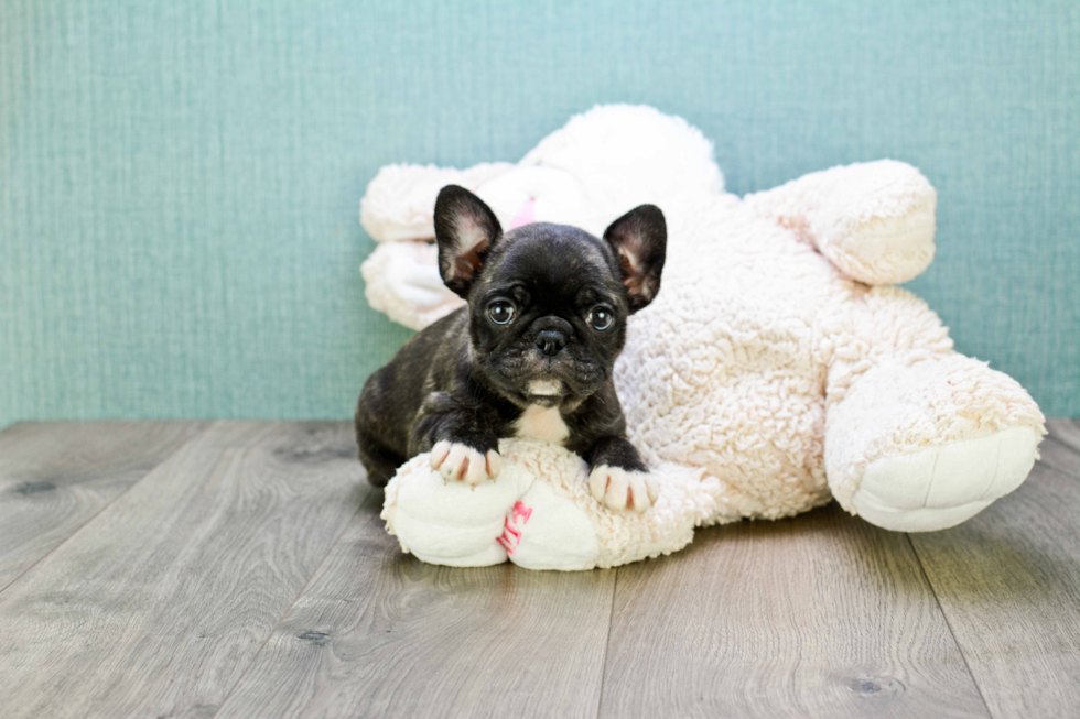 Best French Bulldog Baby