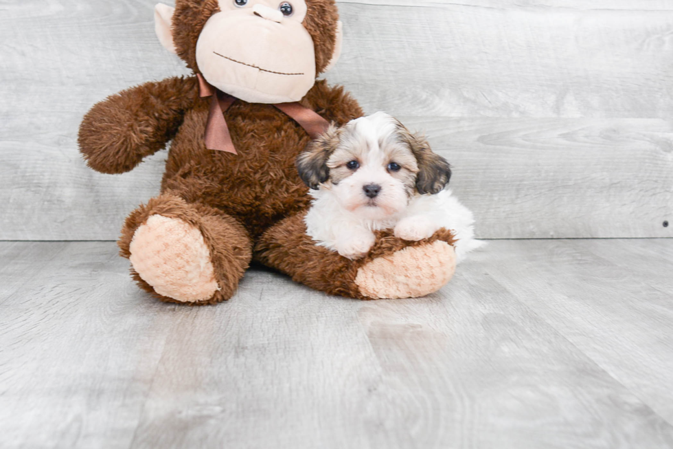 Fluffy Teddy Bear Designer Pup