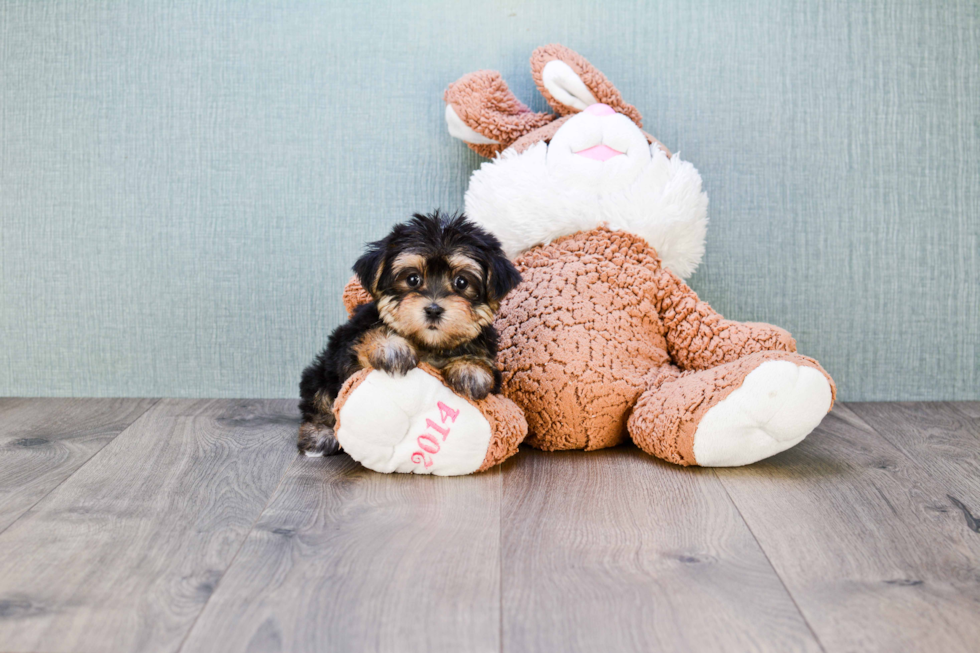 Morkie Pup Being Cute