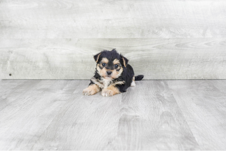 Petite Morkie Designer Pup