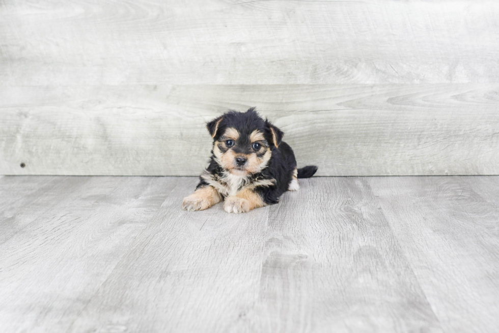 Petite Morkie Designer Pup