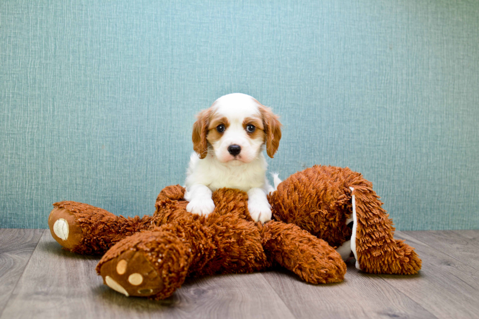 Friendly Cavalier King Charles Spaniel Purebred Pup