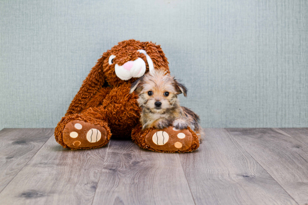 Playful Yorkie Designer Puppy