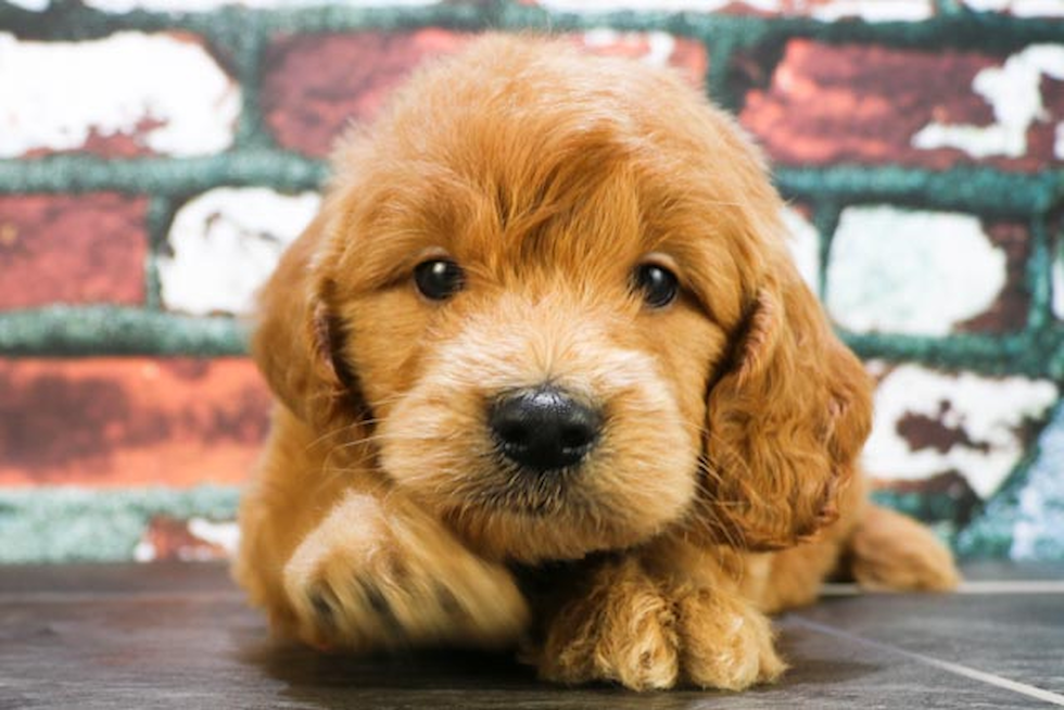 Friendly Mini Goldendoodle Baby
