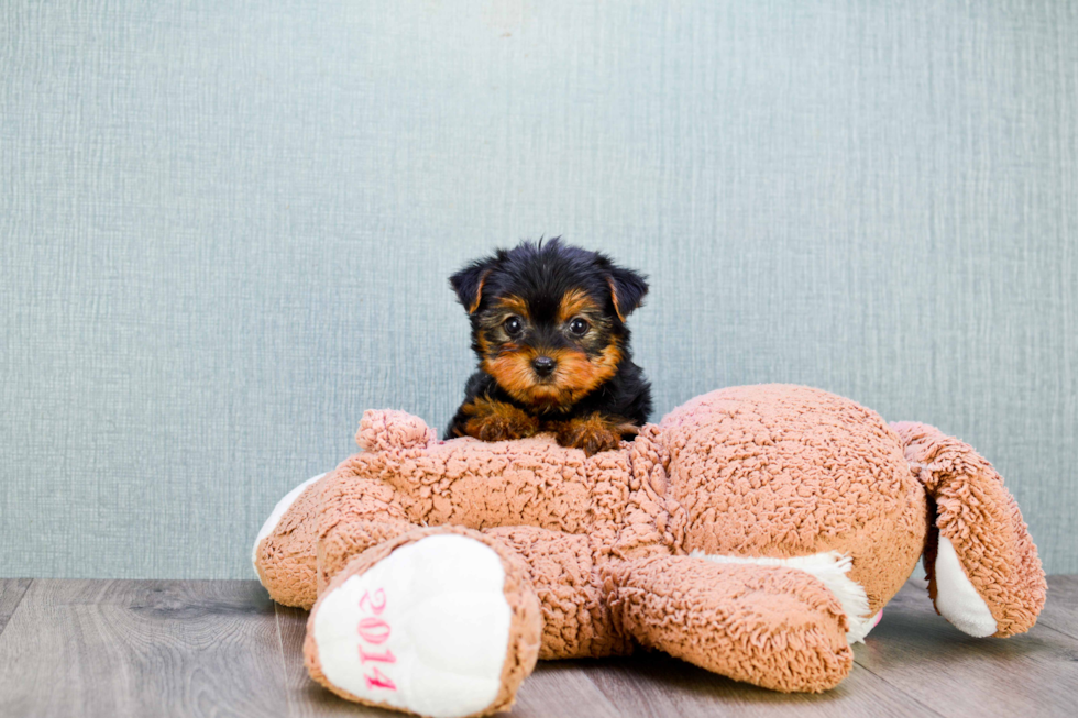 Meet Twinkle - our Yorkshire Terrier Puppy Photo 