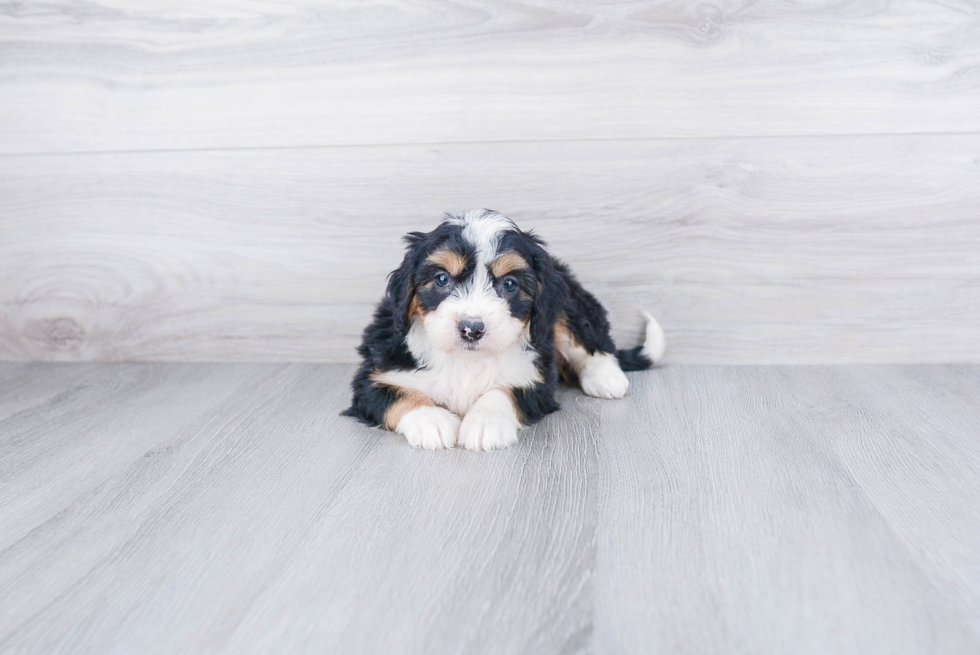 Playful Bernadoodle Poodle Mix Puppy