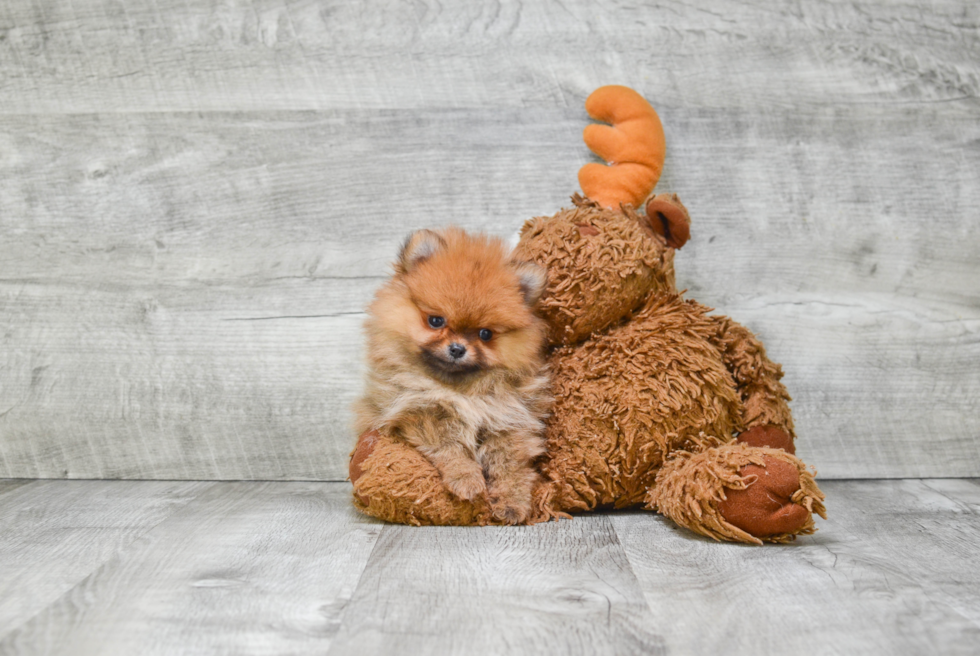 Friendly Pomeranian Baby