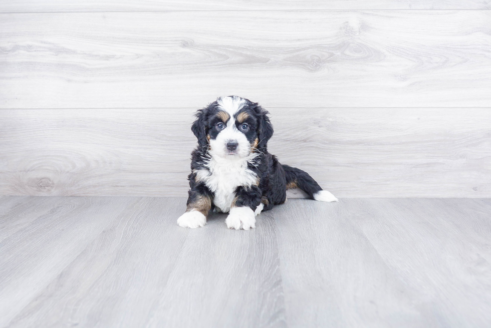 Smart Mini Bernedoodle Poodle Mix Pup