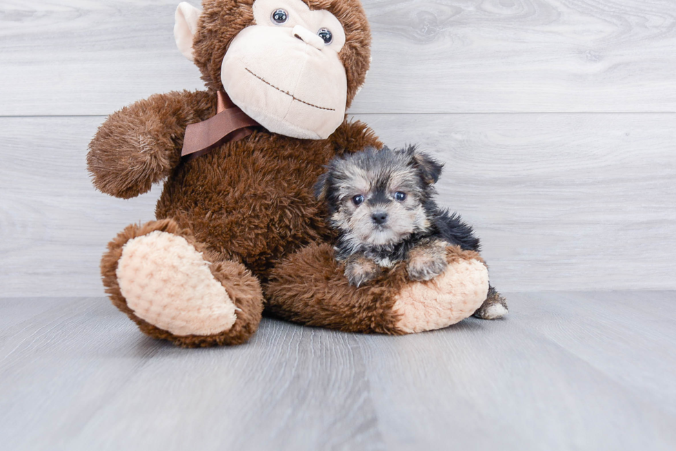 Best Morkie Baby