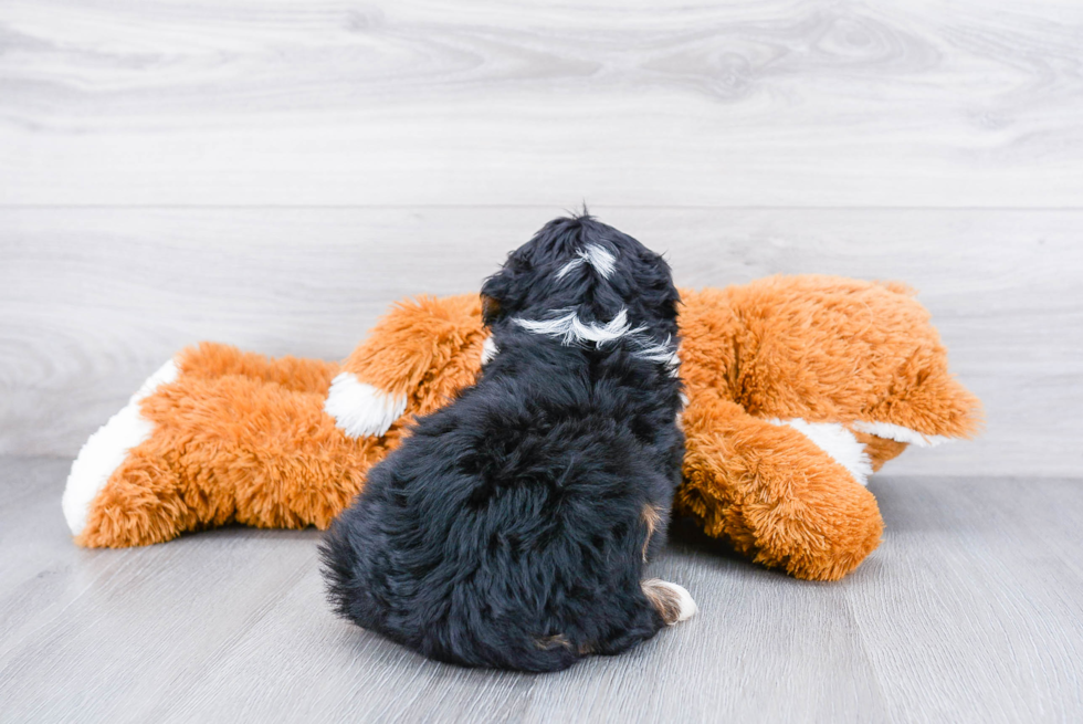 Mini Bernedoodle Pup Being Cute