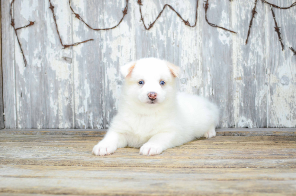 Friendly Pomsky Baby