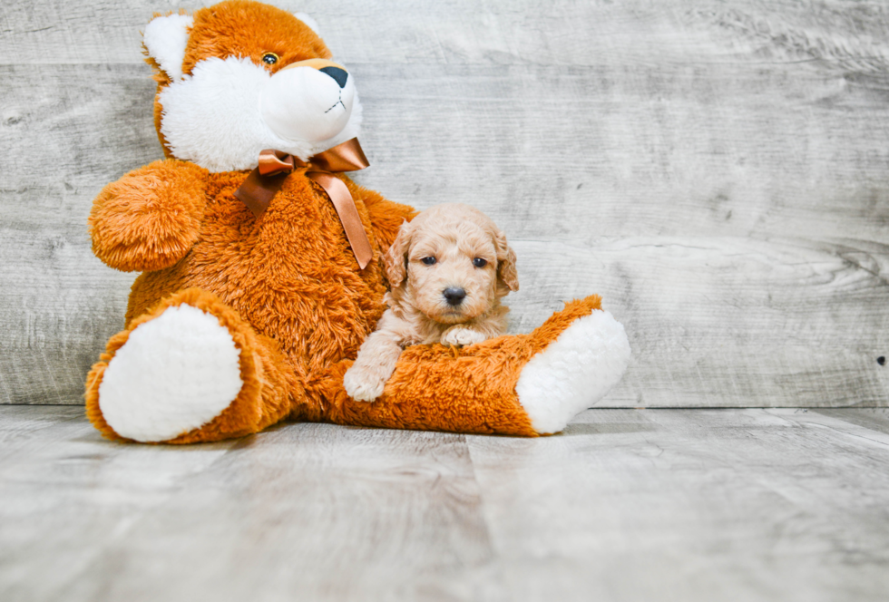 Mini Goldendoodle Puppy for Adoption