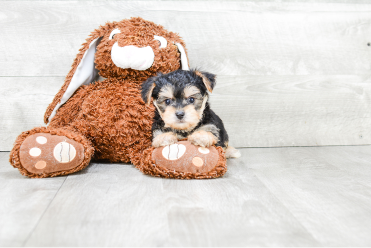Morkie Pup Being Cute