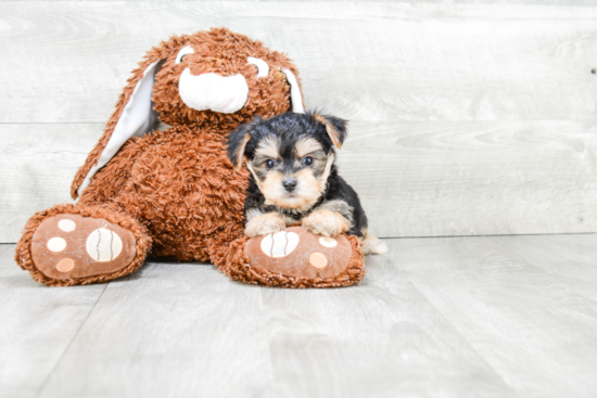 Morkie Pup Being Cute