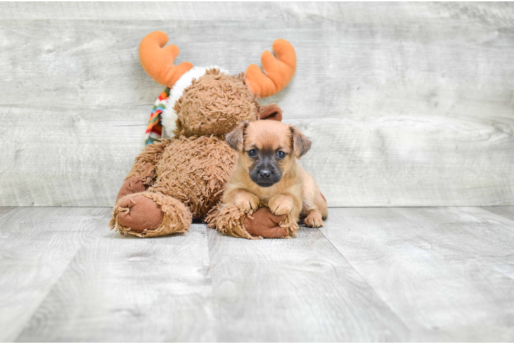 Adorable Yorkie Designer Puppy