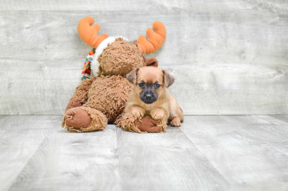 Adorable Yorkie Designer Puppy