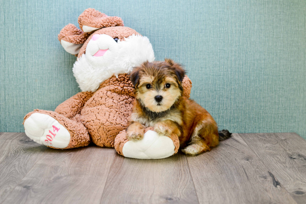 Cute Morkie Baby