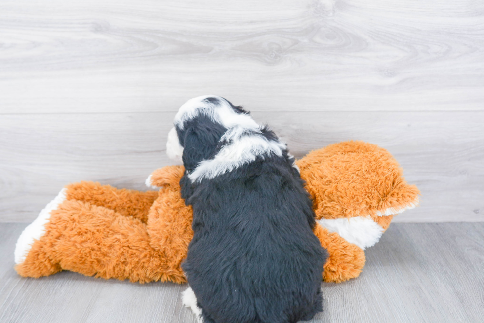 Best Mini Sheepadoodle Baby