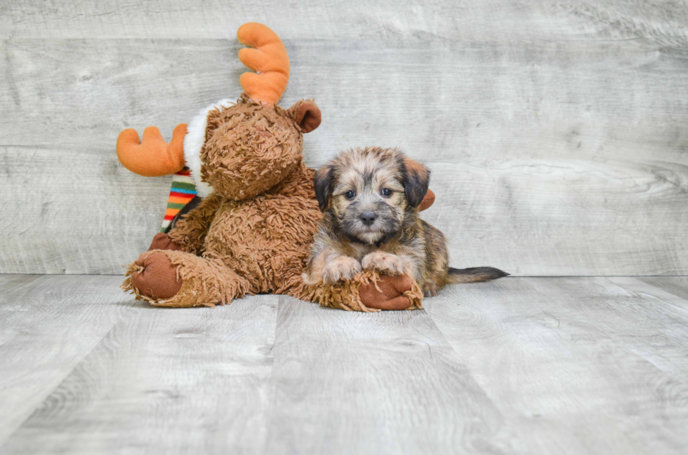 Morkie Puppy for Adoption