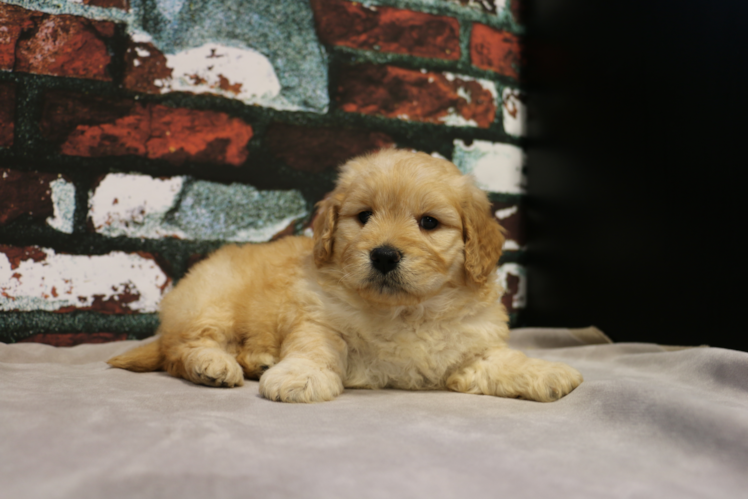 Mini Goldendoodle Puppy for Adoption
