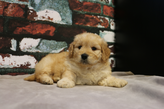 Mini Goldendoodle Puppy for Adoption