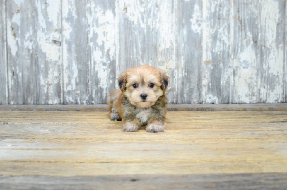 Happy Morkie Baby