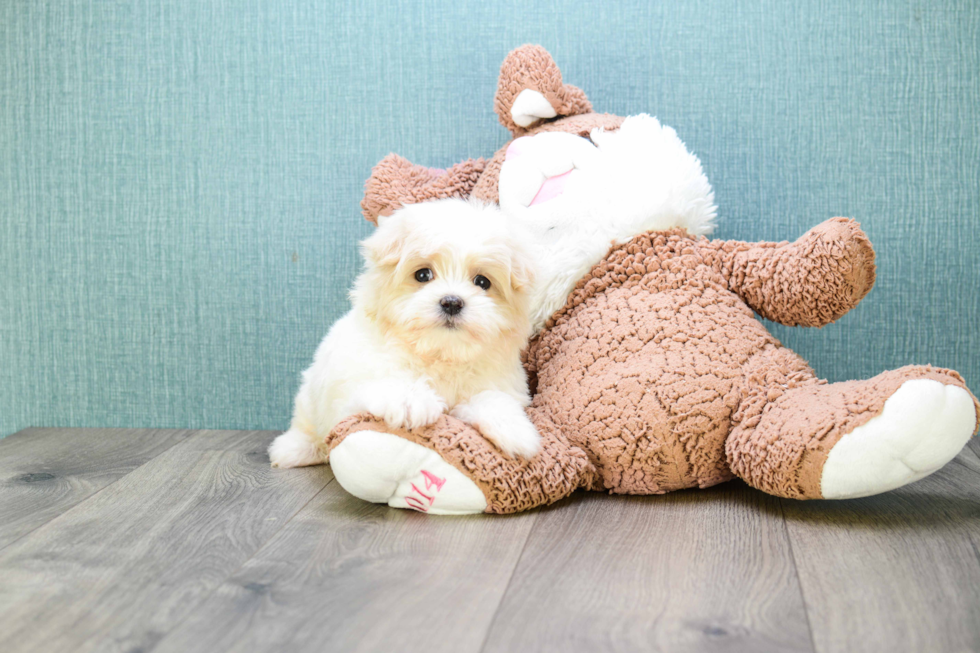 Playful Maltepoo Poodle Mix Puppy