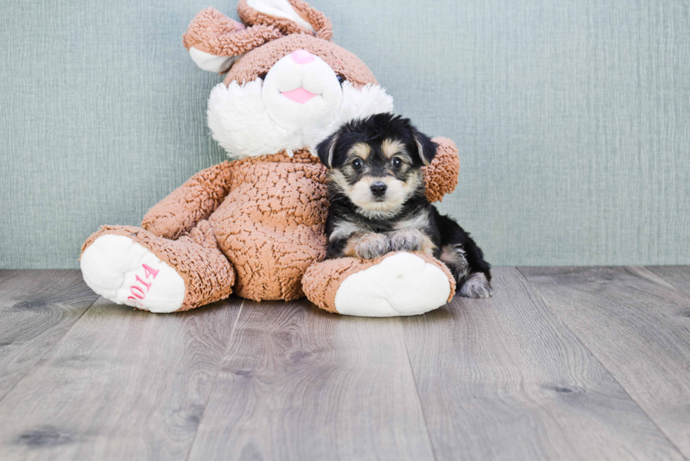 Funny Morkie Designer Pup