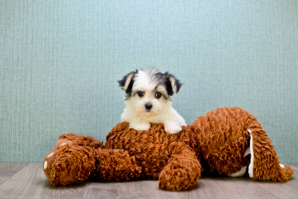 Smart Morkie Designer Pup