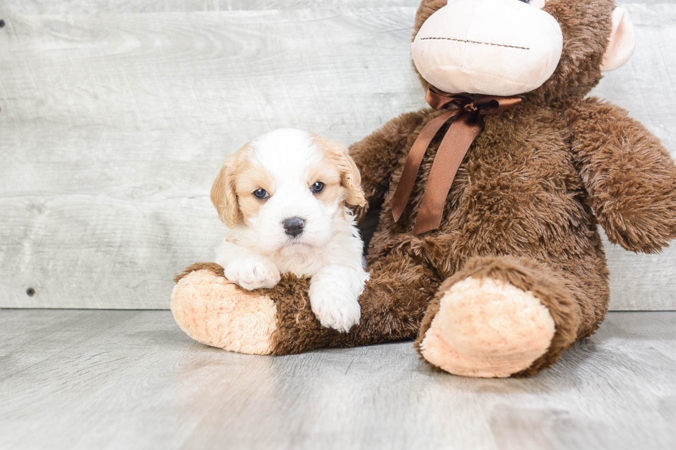 Cavachon Pup Being Cute