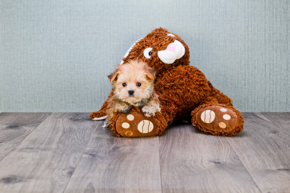 Sweet Morkie Baby